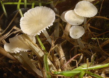 Gelbweißer Helmling  (Mycena flavoalba) - © Heinz Prelicz